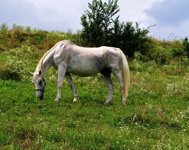 bílý kůň